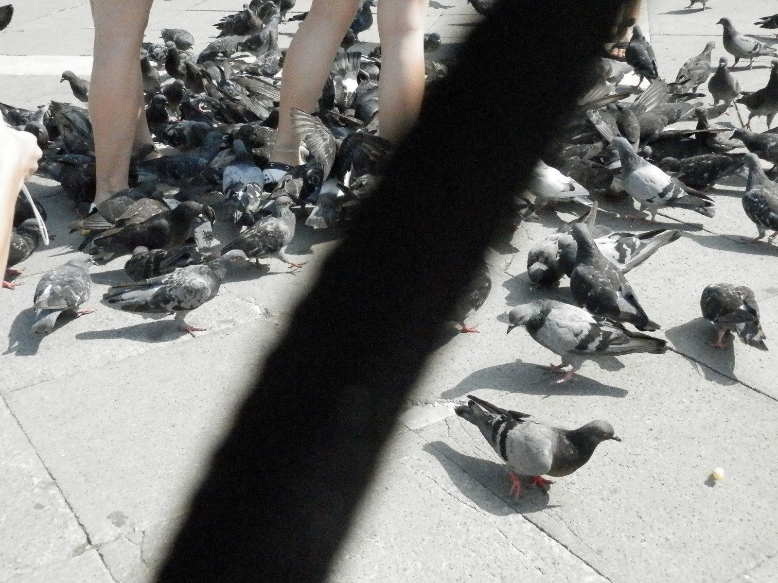 Pigeons de la Place Saint-Marc