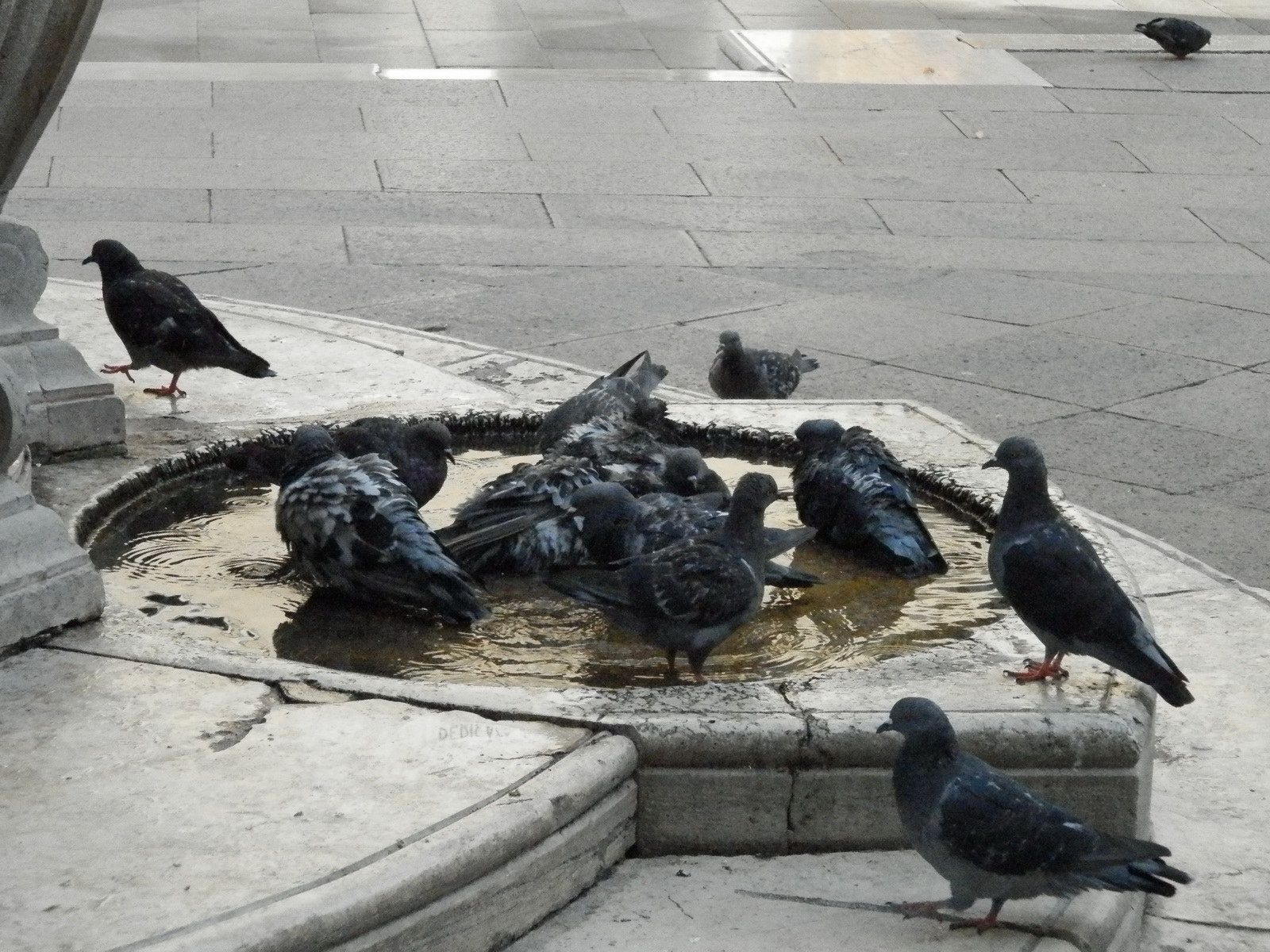 D’autres pigeons de la Place Saint-Marc